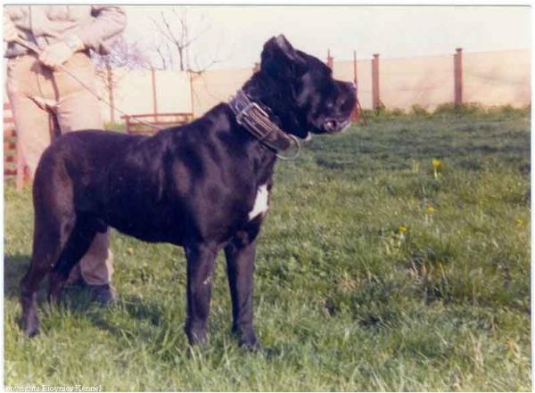 Dauno (1975) | Cane Corso 