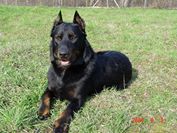 EYK Hugo spod Urpina | Beauceron 