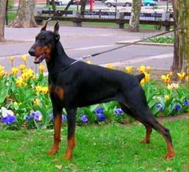 Negra di Perlanera | Black Doberman Pinscher
