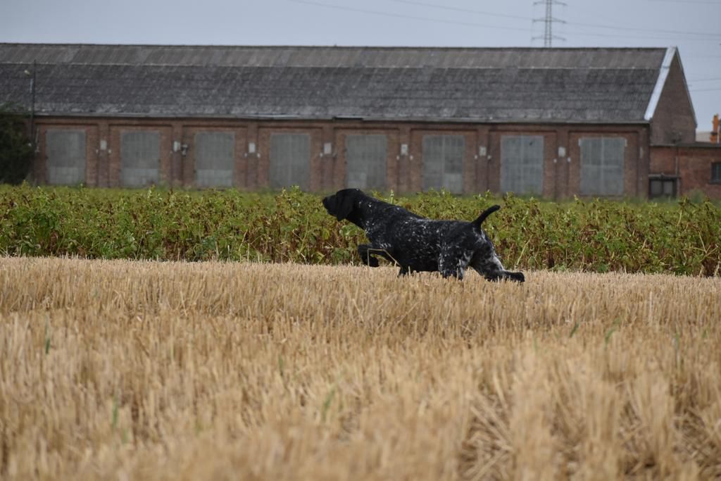 Ouna du Clos de Rêve D’Or | German Shorthaired Pointer 