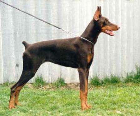 Vanilla di Perlanera | Brown Doberman Pinscher