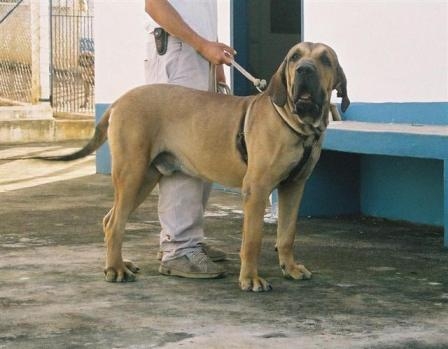 Jogo II da Serra de Itanhandu | Fila Brasileiro 