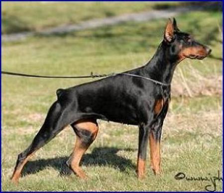 Sant Kreal Infanta | Black Doberman Pinscher