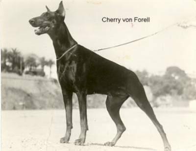 Cherry v. Forell | Black Doberman Pinscher