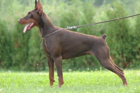 Galla of Blackmagic Land | Brown Doberman Pinscher