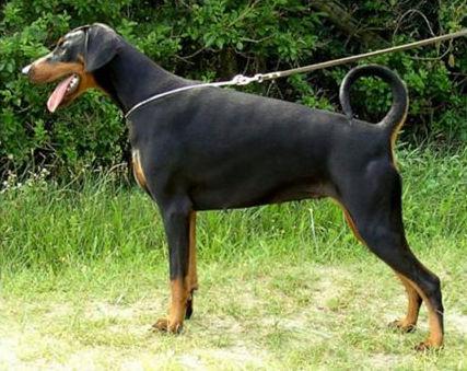 Fannygirl v.'t Duinezicht | Black Doberman Pinscher