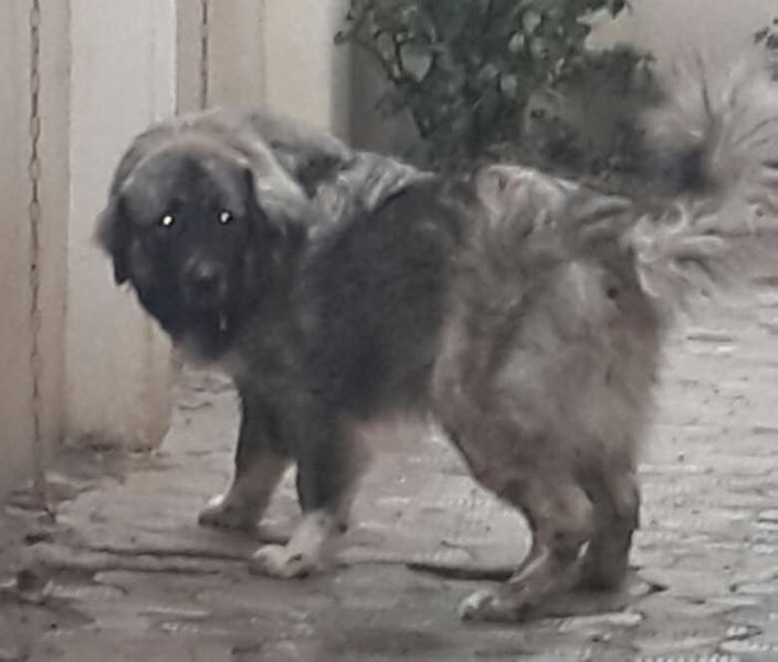 Antar de Caucaz Oryzont | Caucasian Mountain Dog 