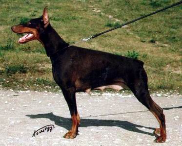 Keroline Beautiful | Brown Doberman Pinscher