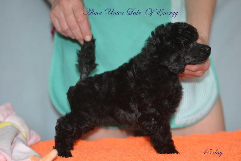Alma Unica Lake Of Energy | Poodle 