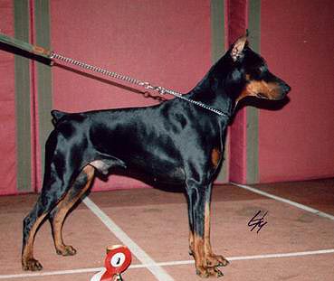 Pakombo Iz Doma Liuvira | Black Doberman Pinscher