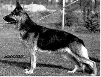 Siria di Val del Tiepido | German Shepherd Dog 