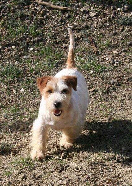 ROYAL DI SAN RUFFINO JACK LAMBADA | Jack Russell Terrier 