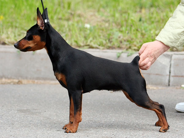 Santa Julf Amazonka | Miniature Pinscher 