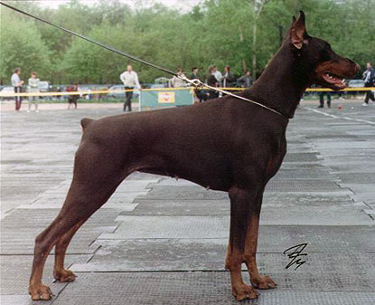 Pandora Iz Doma Liuvira | Brown Doberman Pinscher