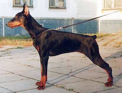 Aruba Antilia Iz Doma Liuvira | Black Doberman Pinscher