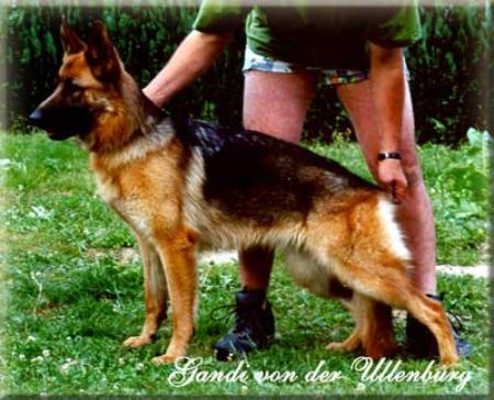 Gandi von der Ullenburg | German Shepherd Dog 