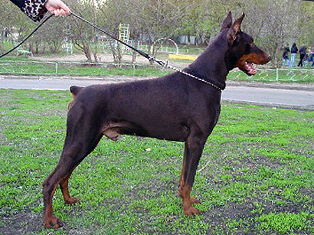 Benno Iz Doma Liuvira | Brown Doberman Pinscher