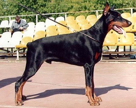 V'Odevil iz Doma Liuvira | Black Doberman Pinscher