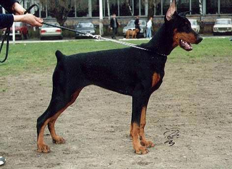 Vesper d'Elfizu iz Doma Liuvira | Black Doberman Pinscher