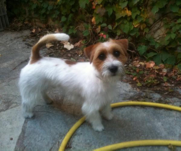 Imo of Whitetan | Jack Russell Terrier 