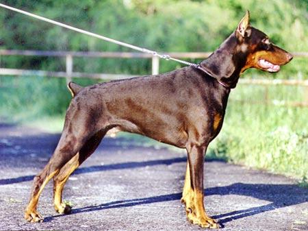 V'Alter iz Doma Liuvira | Brown Doberman Pinscher