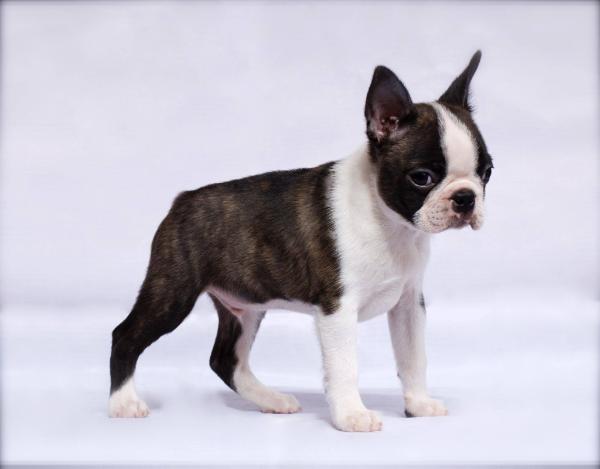 Luxury Dog's Tucker Bee Storm | Boston Terrier 