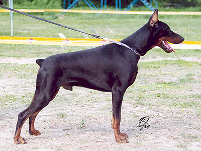 Gregory Peck Iz Doma Liuvira | Black Doberman Pinscher