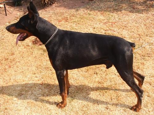 Vaydee The Talking Eyes Icon | Black Doberman Pinscher