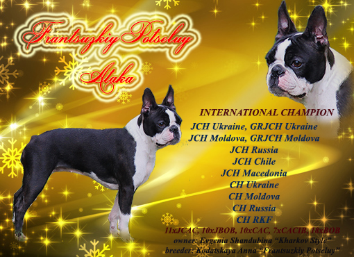 Frantsuzkiy Potseluy Ataka | Boston Terrier 