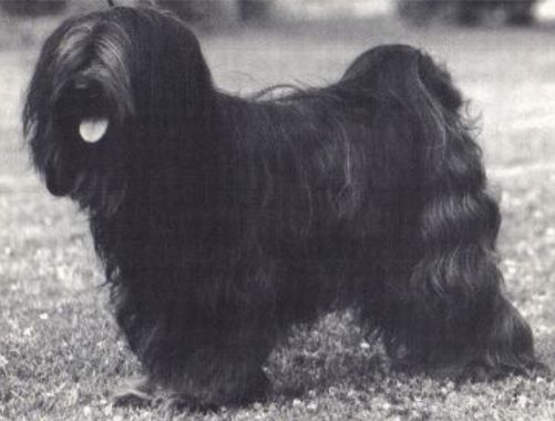 GORKYAI ENJALI SAMDRU | Tibetan Terrier 