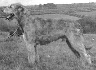 Eaglescrag Toby | Irish Wolfhound 