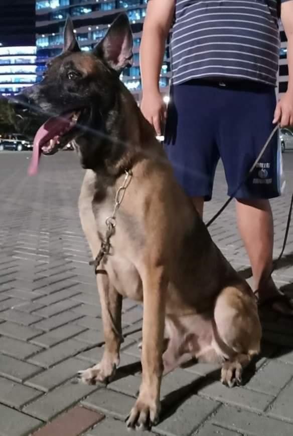 Helios (Guettoyot x Lena) | Belgian Malinois 