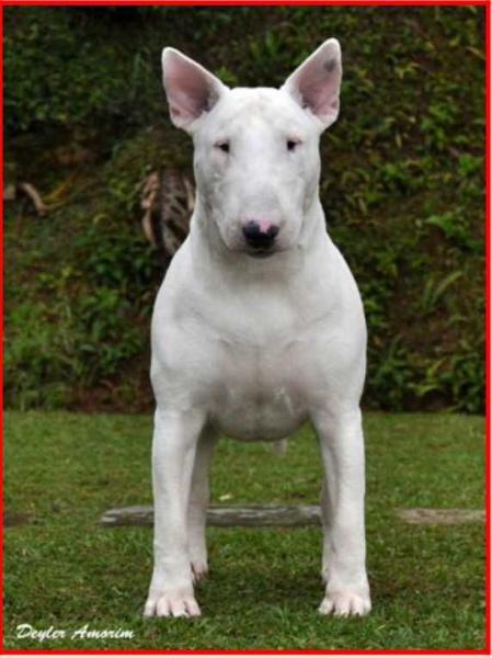 Rio do Areal Bob Thunder | Bull Terrier 