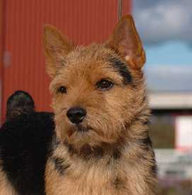 Windsor's Repeat Offender | Norwich Terrier 