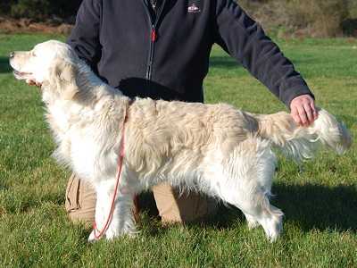 Lili Rose de la Vallée de la Garde | Golden Retriever 