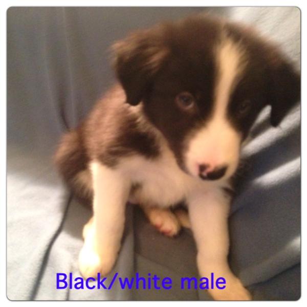 McNish's Border Collies Big Boy | Border Collie 