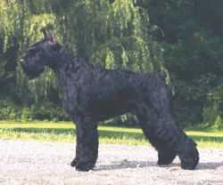 Kirsch De Che Chin Gos | Giant Schnauzer 