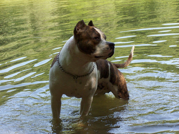 USTON of Callagan's dog | American Staffordshire Terrier 