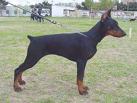 Daria Doncova iz Doma Liuvira | Black Doberman Pinscher