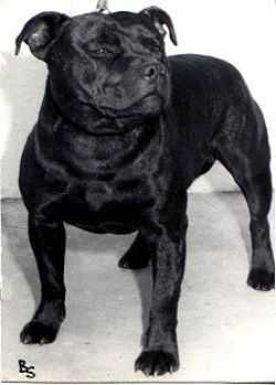 Scythian Figaro | Staffordshire Bull Terrier 