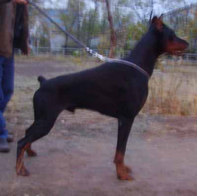 Jokund Jingl-Jungl Iz Doma Liuvira | Black Doberman Pinscher