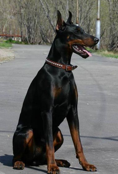Zlatan Ibrahimovic Iz Doma Liuvira | Black Doberman Pinscher