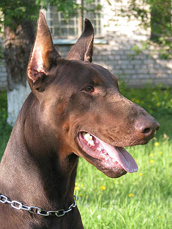 Z'Icaro Zeitaridis Iz Doma Liuvira | Brown Doberman Pinscher
