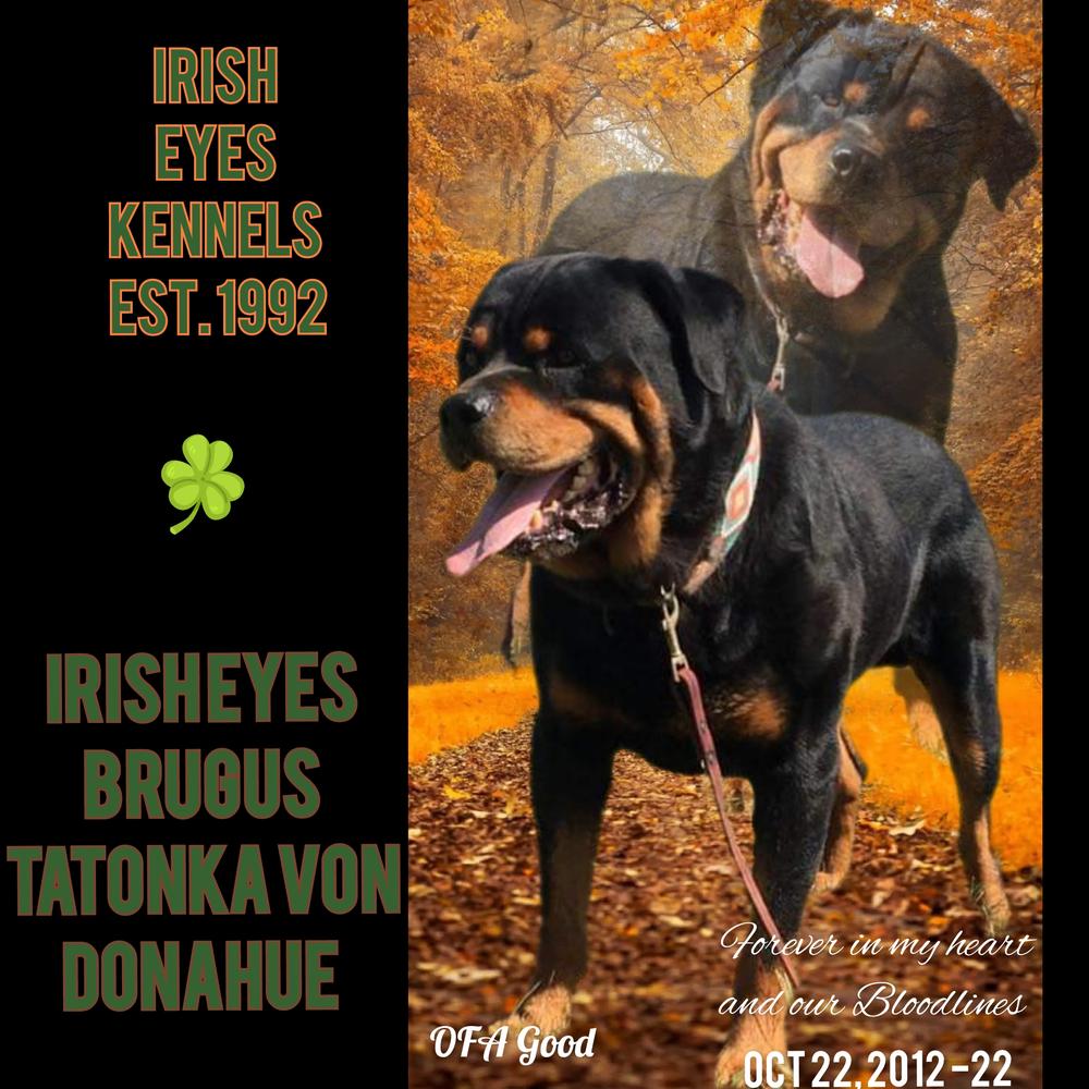 Irish Eyes BRUGUS Tatonka Von Donahue | Rottweiler 