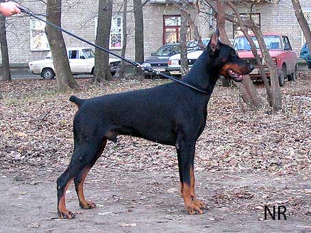 Tsoy iz Zoosfery | Black Doberman Pinscher