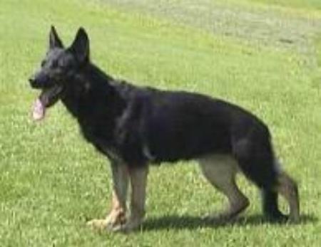 Dasha vom Bernsteintal | German Shepherd Dog 