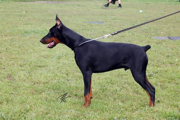 Louis Lamour Iz Doma Liuvira | Black Doberman Pinscher