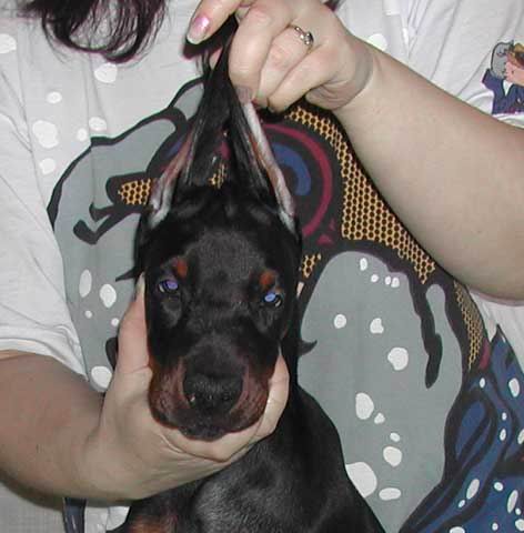 Larcher Li Iz Doma Liuvira | Black Doberman Pinscher