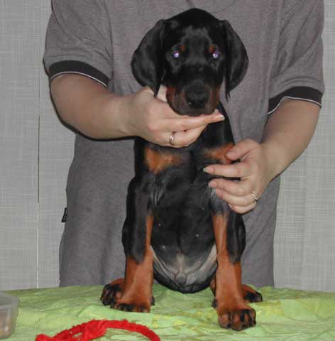 Lagerfeld Loran Iz Doma Liuvira | Black Doberman Pinscher