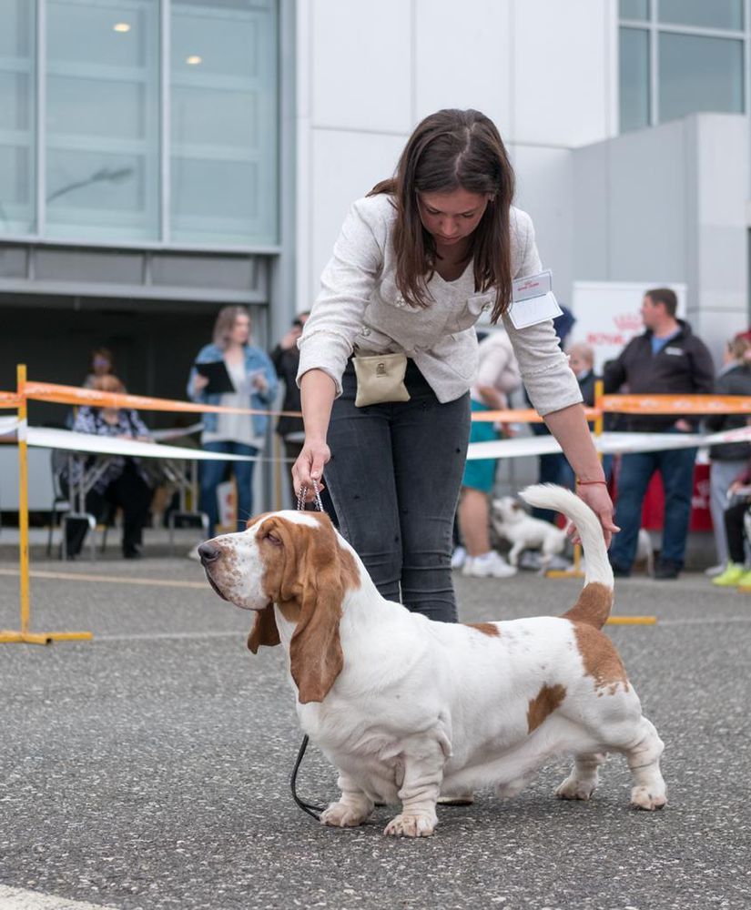 Pridebass Rock Crystal | Basset Hound 